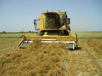 stabili, ottima germinabilità e la più elevata purezza. 4 Dopo la raccolta del seme a Forlì, quali sono le ulteriori fasi di lavorazione? Foto 4 - Campo di moltiplicazione in fase di fioritura.