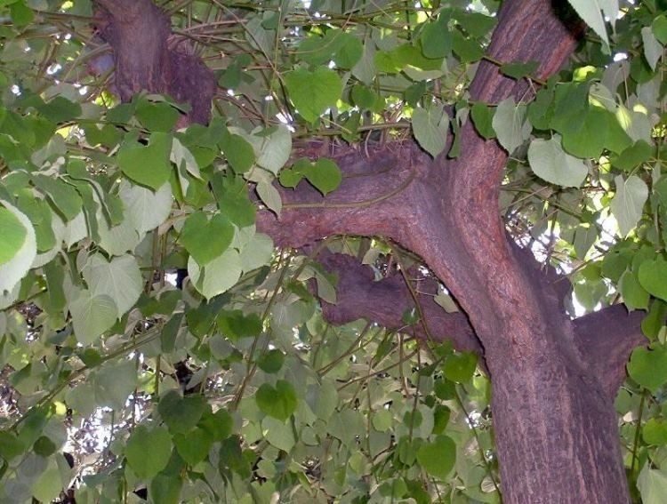 platyphyllos Pannonia Varietà dai rami pendenti, impiegato in parchi e prati. Stesse caratteristiche di T. platyphyllos.