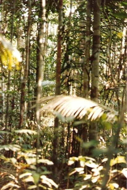Interessante anche il cammino nella foresta equatoriale con una guida indios che ci apriva il varco: procedevamo nella penombra dato che i raggi del sole filtravano a fatica tra i fitti alberi dai
