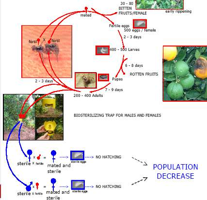 Mezzi biologici Strategie di controllo Sistemi «attract and sterilize» (Address di Syngenta) La trappola è attivata con