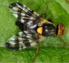 Mosca mediterranea della frutta o Medfly Ceratitis capitata (Wiedemann) Ordine Diptera Famiglia Tephritidae (50 generi, 153 specie