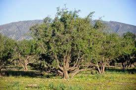 Mosca mediterranea della frutta o Medfly Ceratitis capitata (Wiedemann) Area di origine: Nord Africa La