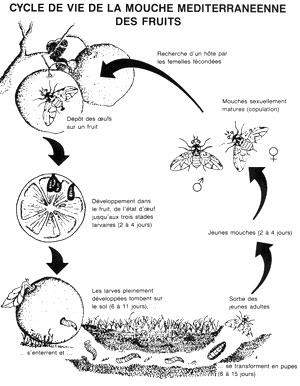 Bioetologia Tempo per il completamento di 1 generazione al Sud: - 20 giorni nelle migliori condizioni estive; - 2-3 mesi in inverno.