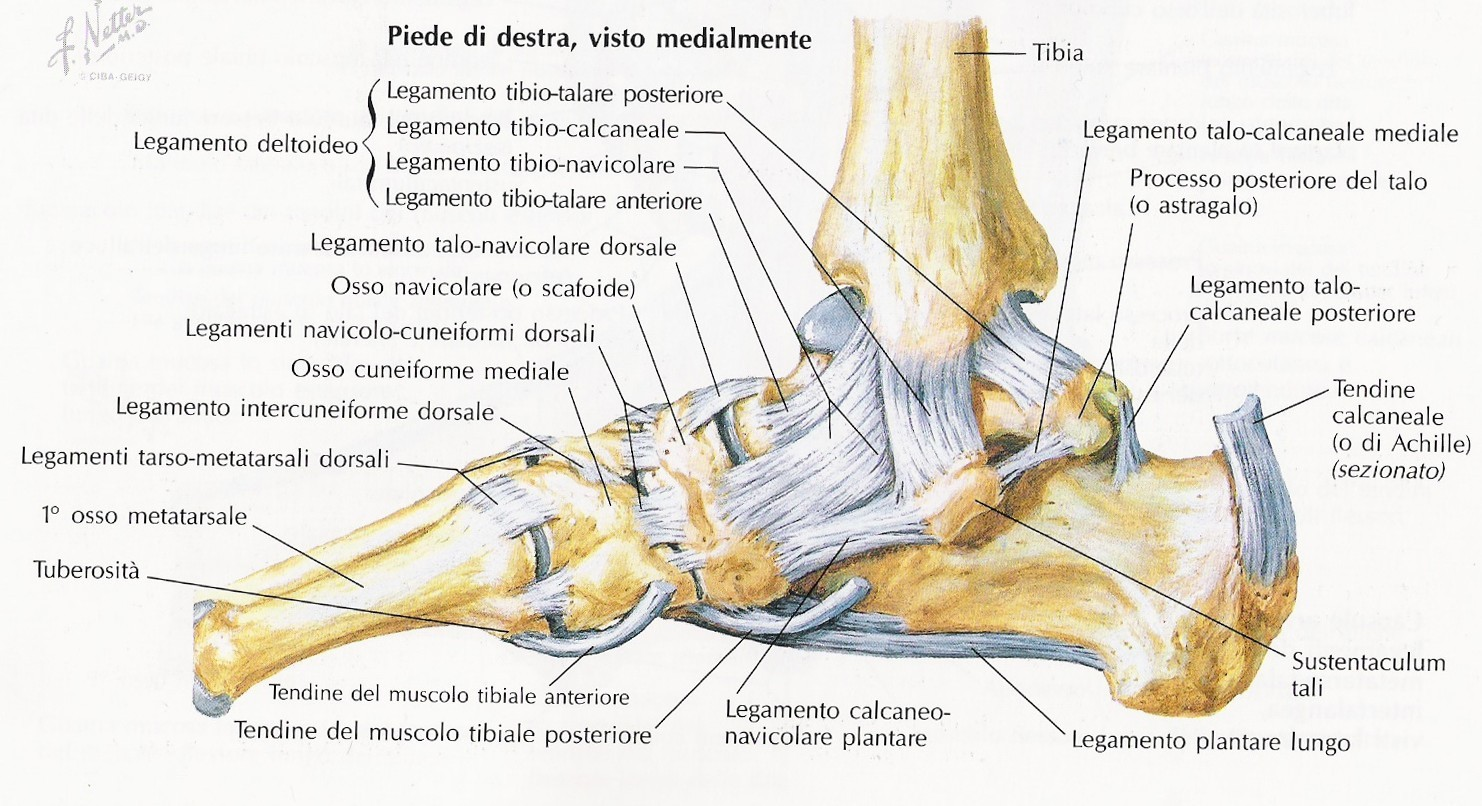 Capitolo VI ICONOGRAFIA Fig1: Articolazione tibio-tarsica e legamenti del piede destro visti