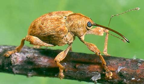 Ordine Coleoptera (coleotteri) Sottordine Polyphaga Il