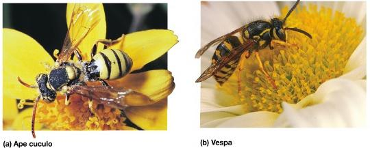 Ordine Hymenoptera (formiche, api, vespe, calabroni, ecc.