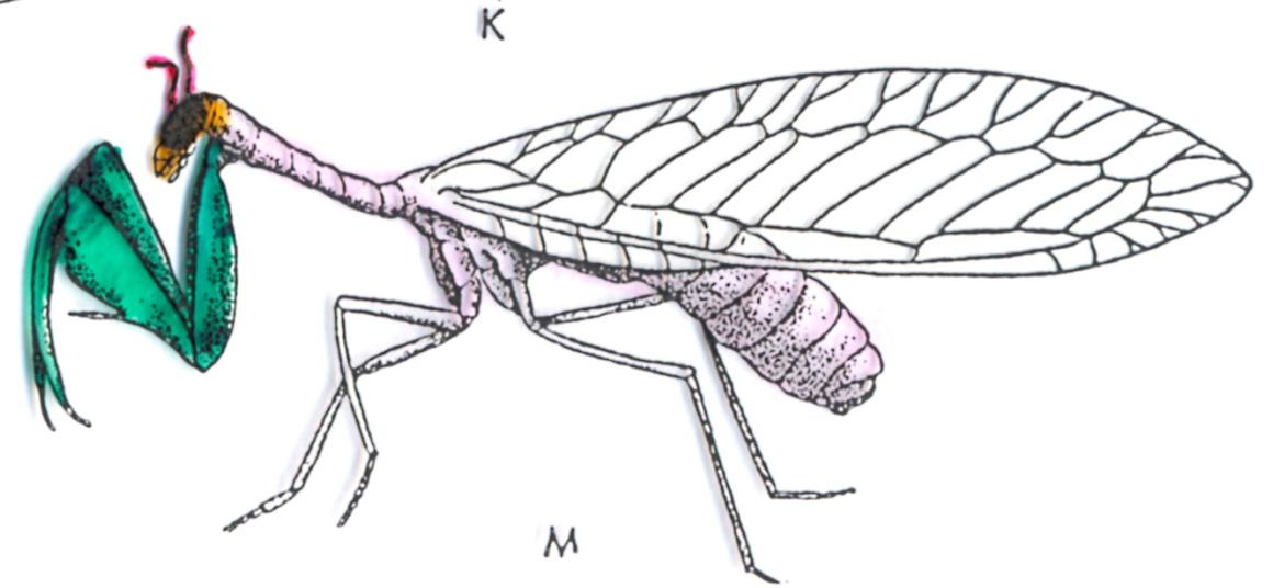 Ordine Mantodea (mantidi) 2