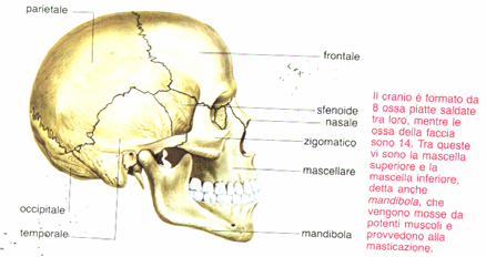 Esso può essere distinto in tre regioni: scheletro della testa (faccia o cranio); scheletro