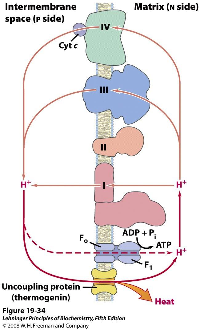 TERMOGENINA (UCP1) proteina disaccoppiante presente nei mitocondri del grasso bruno (tessuto adiposo presente nei neonati di mammifero, e nei mammiferi che vanno in letargo).