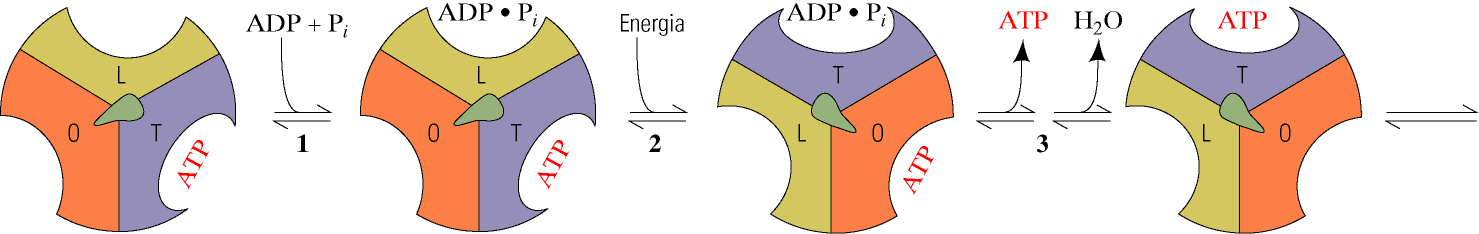 3 siti catalitici, ciascuno può assumere 3 diverse conformazioni APERTA (0): rilascia l ATP appena sintetizzato e accoglie ADP + P i ALLENTATA (L): lega saldamente ADP + P i STRETTA (T): favorisce la