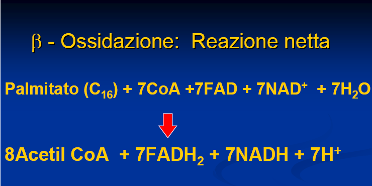 β-ossidazione