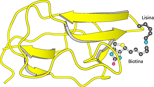 Il dominio di legame per la biotina della piruvato carbossilasi La biotina è su un guinzaglio