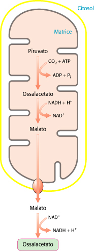 La piruvato carbossilasi è un enzima mitocondriale mentre gli altri enzimi della via gluconeogenetica sono