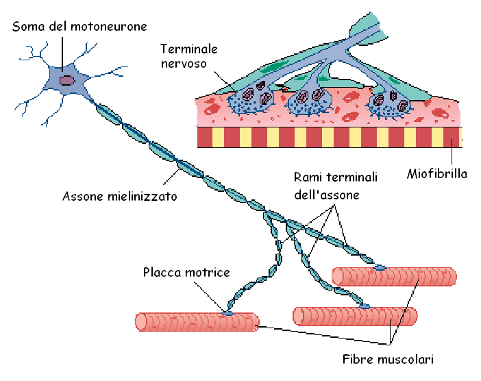 La giunzione