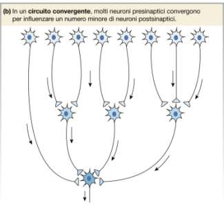 Terminali assonici dei neuroni presinaptici Assone Processi cellule gliali Dendriti del neurone postsinaptico Dendrita I neuroni del SNC ricevono su dendriti e