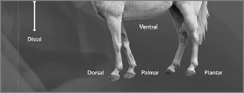 Radiologia toracica nel cavallo Difficoltà di esecuzione per le dimensioni I muscoli della spalla coprono parte dell area toracica Quattro arti in appoggio, meglio se con arti anteriori leggermente