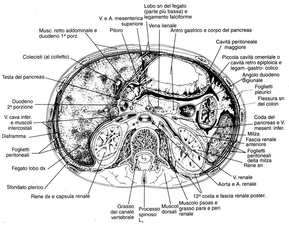 Apparato urinario superiore: riferimenti anatomici Organi ed altre strutture