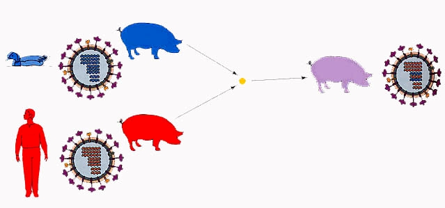 umano aviario Antigenic shift Quando due diversi virus infettano la stessa cellula può verificarsi un riassortimento dei segmenti genici tra i due