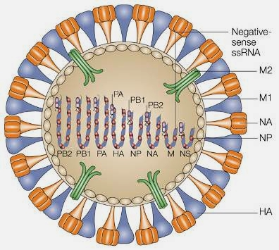 RNA Proteina 1 2 3 4 5 6 7 8 PB2 PB1 PA HA NP NA M1M2 NS1 NS2 Virus dell influenza A Funzione Polimerasi Polimerasi Polimerasi Emoagglutinina Nucleocapside Neuroaminidasi Matrice Proteine non