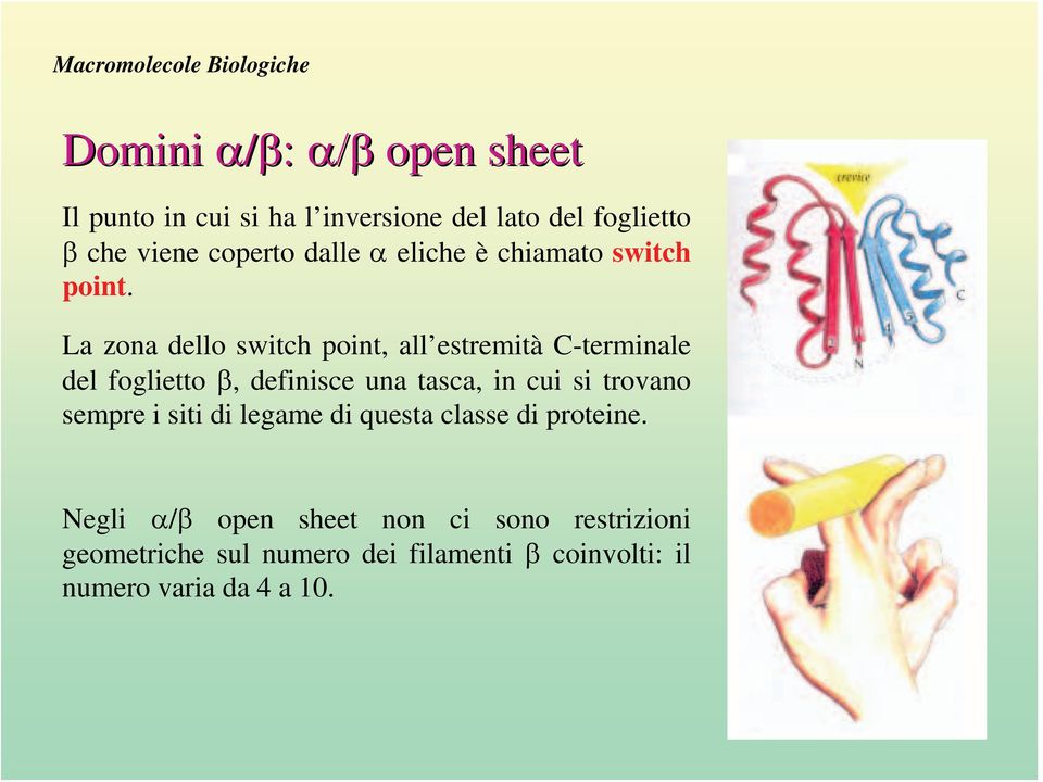 La zona dello switch point, all estremità C-terminale del foglietto β, definisce una tasca, in cui si