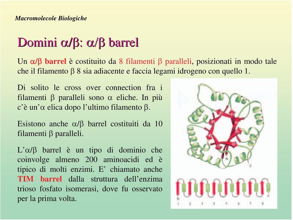 In più c è un α elica dopo l ultimo filamento β. Esistono anche α/β barrel costituiti da 10 filamenti β paralleli.