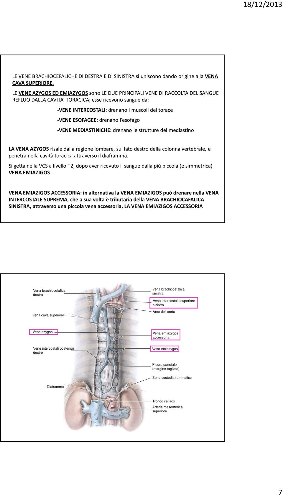 drenano l esofago -VENE MEDIASTINICHE: drenano le strutture del mediastino LA VENA AZYGOSrisale dalla regione lombare, sul lato destro della colonna vertebrale, e penetra nella cavità toracica