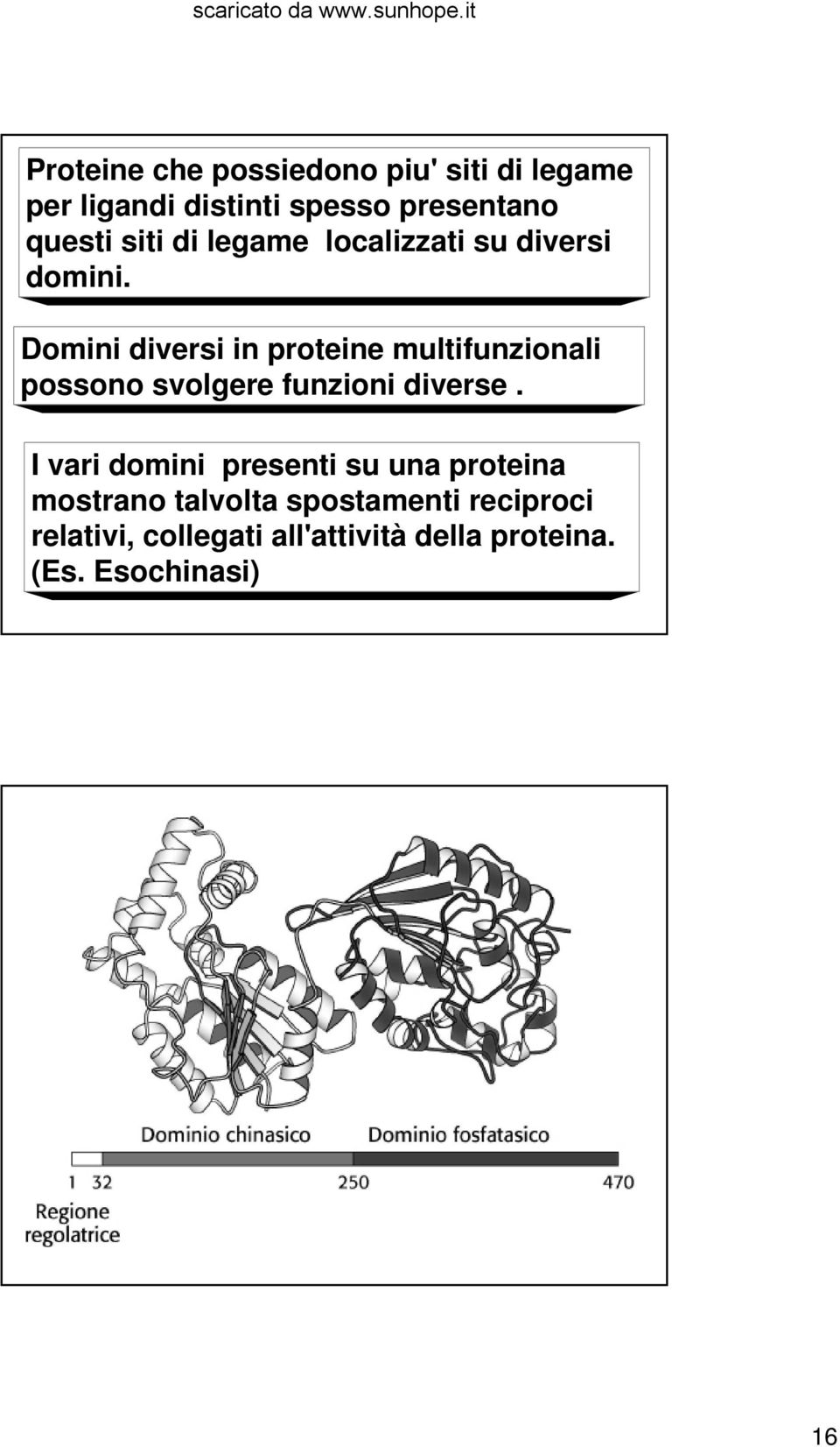Domini diversi in proteine multifunzionali possono svolgere funzioni diverse.