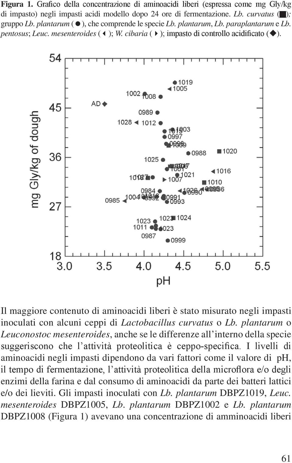 Il maggiore contenuto di aminoacidi liberi è stato misurato negli impasti inoculati con alcuni ceppi di Lactobacillus curvatus o Lb.