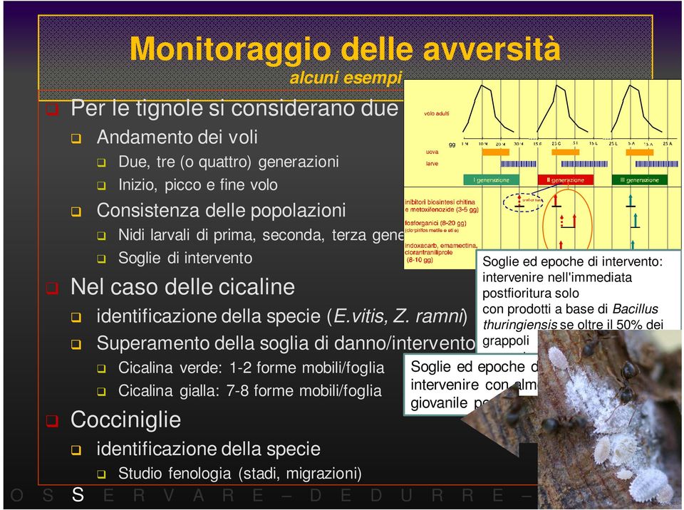 ramni) Superamento della soglia di danno/intervento Cicalina verde: 1-2 forme mobili/foglia Cicalina gialla: 7-8 forme mobili/foglia Cocciniglie identificazione della specie Soglie ed epoche di