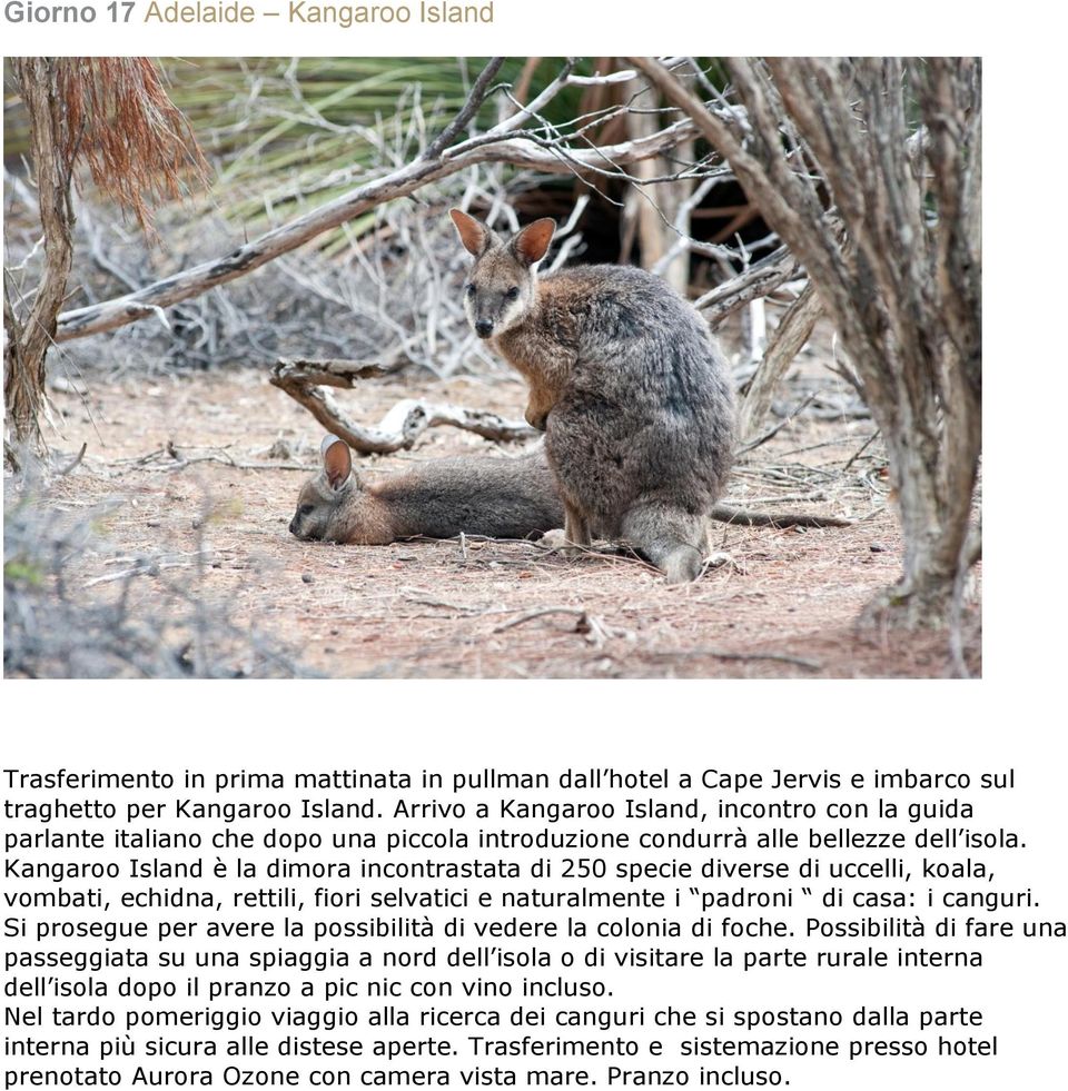 Kangaroo Island è la dimora incontrastata di 250 specie diverse di uccelli, koala, vombati, echidna, rettili, fiori selvatici e naturalmente i padroni di casa: i canguri.