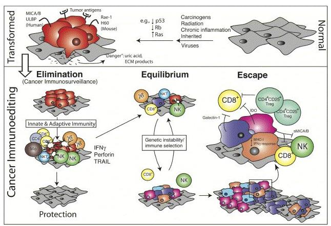 CANCER IMMUNOEDITING: host protective vs tumor