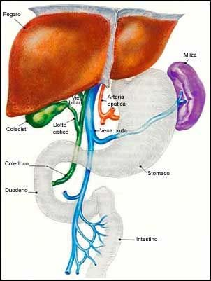 Capitolo 1 Il Fegato/ Parenchima epatico 1.1 Anatomia Il fegato è il più grande e metabolicamente il più complesso degli organi del corpo umano.