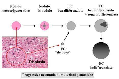 90% di HCC contiene HBVDNA integrato Integrazione random, senza target specifici, in tutti i cromosomi 90% in prox di geni di controllo proliferazione cellulare o in zone fragili o prossime a regioni