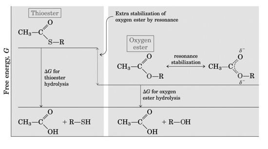 Idrolisi dell acetil-co(enzima) A Il legame tioestere appare nelle vie metaboliche come intermedio di reazione in forma di acetil-coa prodotto comune del catabolismo dei carboidrati, acidi grassi e