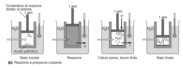 Occorre ricordare che: Volumi uguali di gas diversi contengono lo stesso numero di molecole quando si trovino nelle stesse condizioni di temperatura e pressione CH 3 (CH 2 ) 14 COOH (sol) + 23O