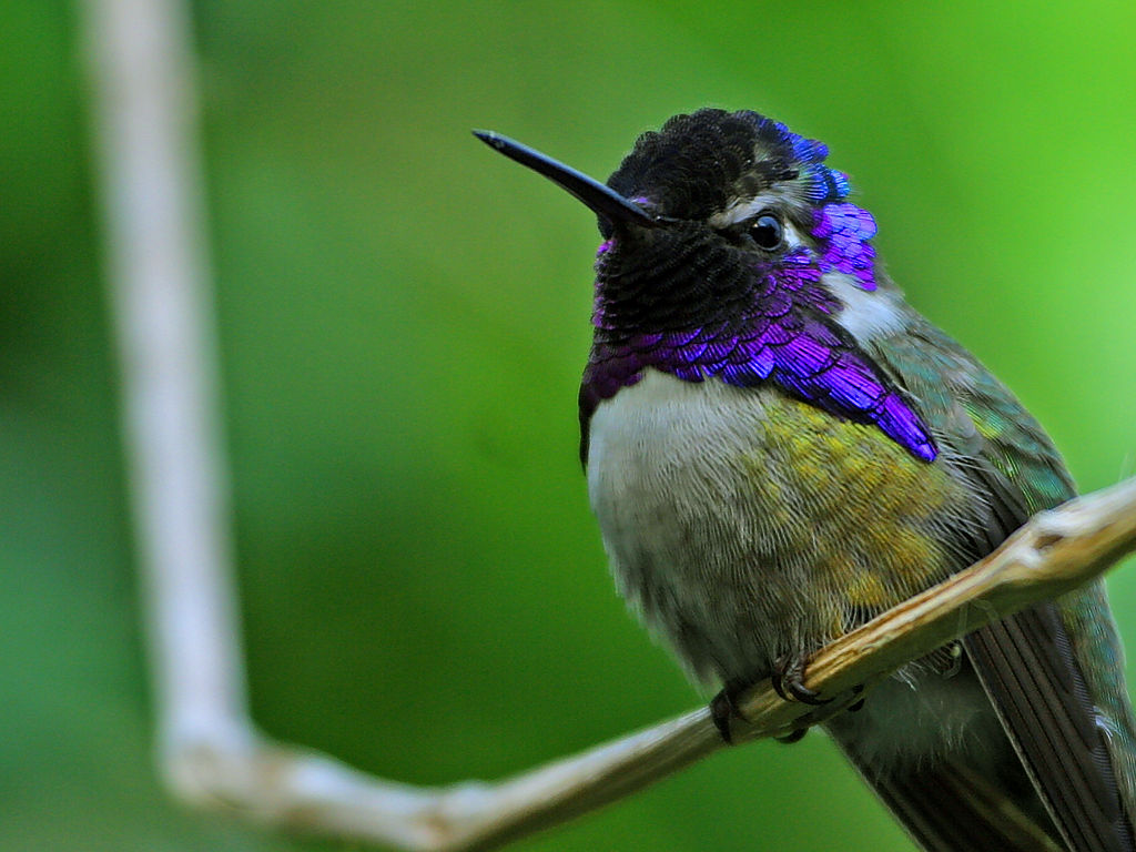 Interferenza e Selezione Naturale L effetto di iridescenza delle piume di molti uccelli è frutto del