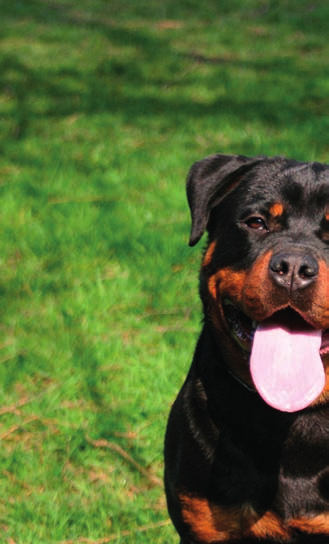 Grazie a Opti Life i nostri cani sono in perfetta salute! Abbiamo acquistato il nostro primo cane nel 1988, quando non sapevamo nulla di mostre canine.