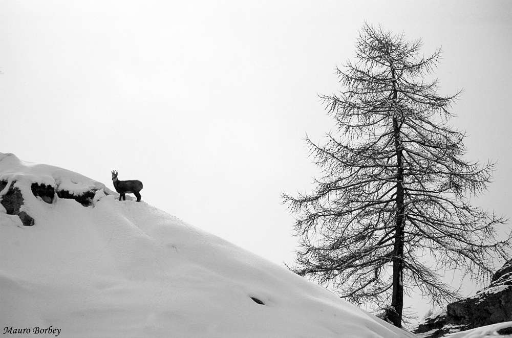 Il LARICE è l unica conifera a PERDERE gli AGHI in INVERNO Anche gli