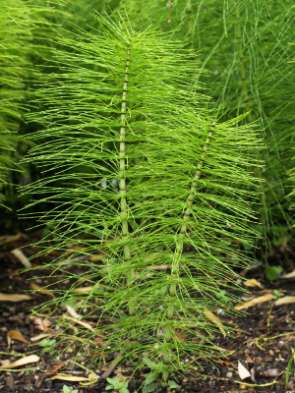 - Si riproducono tramite SPORE LE PTERIDOFITE - Hanno fusto, radici e foglie ben differenziati - Sono le prime piante VASCOLARI (che hanno cioè cominciato a differenziare un sistema VASI per il