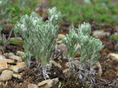 Sempervivum tectorum Sedum acre Inquadramento fitosociologico: Alysso-Sedion albi Alyssum montanum Habitat Natura 2000: