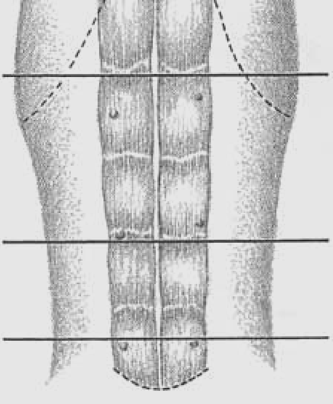 MUSCOLI Organi di forma e dimensioni variabili in cui si riconosce 1.una parte centraledi colore rosso, contrattile, formata da fibre muscolari striate : ventre muscolare 2.