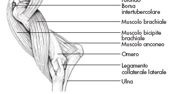 MUSCOLI del BRACCIO Muscoli superficiali Tricipite brachiale: 3 capi (mediale, laterale, lungo) che terminano con unico tendine su olecrano; estensore dell avambraccio Muscoli profondi Bicipite