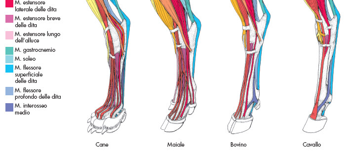 MUSCOLI ANTERIORI della GAMBA Dall epifisi distale del femore e dalla tibia alla faccia dorsale delle falangi o del metatarso.