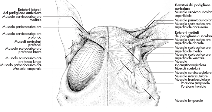 Muscoli pellicciai dell orecchio Frontale e fronto-scutulare: girano le orecchie in avanti Interscutulari: raddrizzano le orecchie Cervico scutulari: raddrizzano le orecchie Cervico-auricolare: