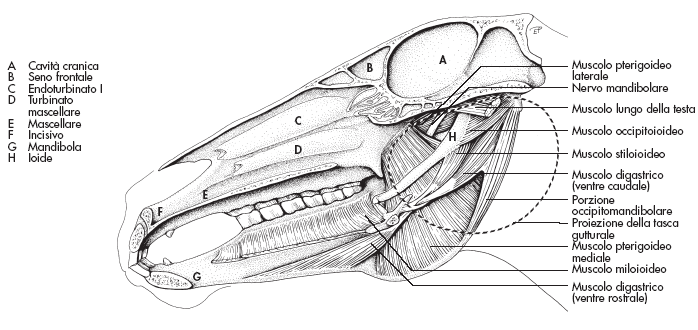 Muscolo profondi della testa o masticatori Massetere: elevatore della mandibola Digastrico: depressore della mandibola Temporale: elevatore della