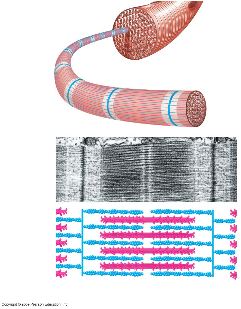 Membrana plasmatica Miofibrilla Banda chiara Banda scura Banda chiara Linea Z Sarcomero Foto di un