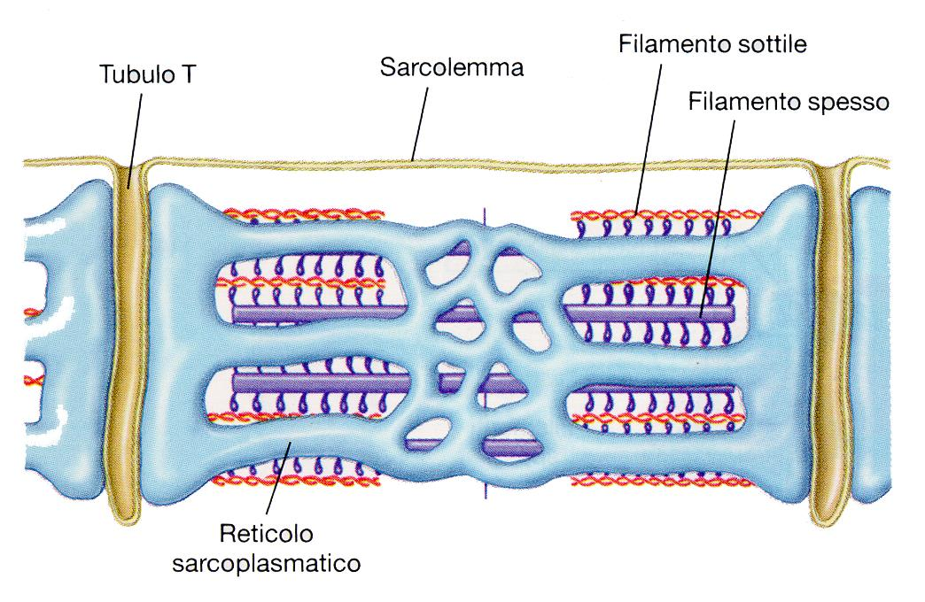 Il Reticolo Sarcoplasmatico: avvolge ogni singola miofibrilla ed è il