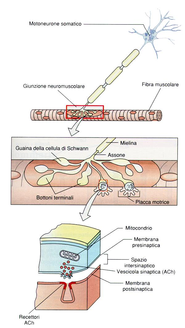 La giunzione neuromuscolare si ramifica a formare diverse placche motrici I corpi cellulari dei neuroni somatici si trovano all interno della sostanza grigia del midollo spinale o del cervello.