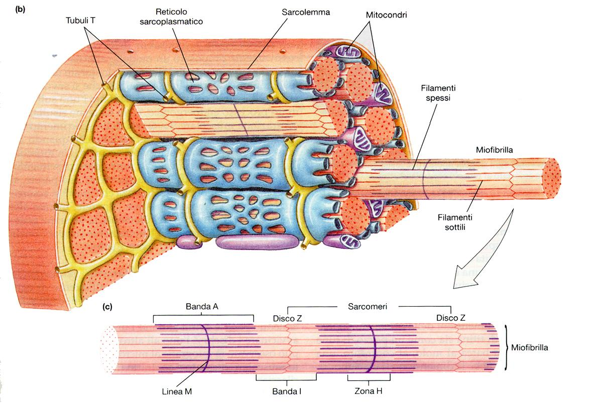 La fibra muscolare e le miofibrille Zona H (helleschiaro) filamenti di miosina Banda I (isotropo) filamenti di actina Banda A (anisotr.