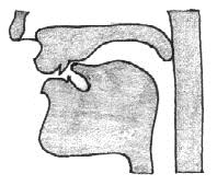 Il suono [r] [r] è una consonante sonora, continua, apico-alveolare, vibrante. A.